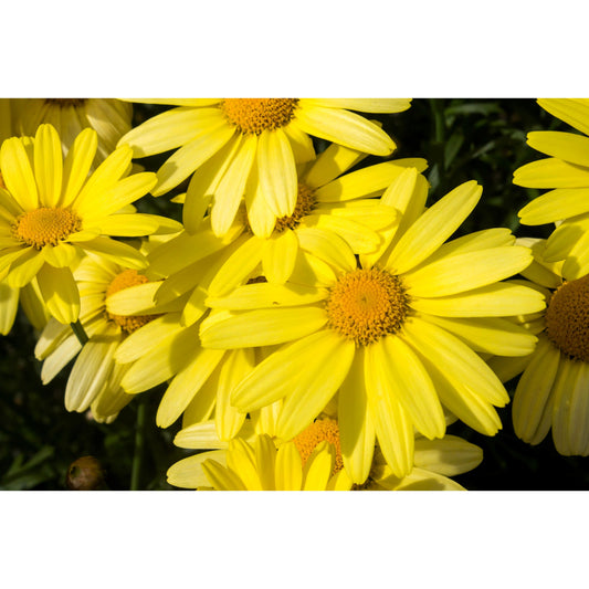 15 MOUNTAIN ARNICA Montana Wolf's Bane Yellow Flower Herb Seeds
