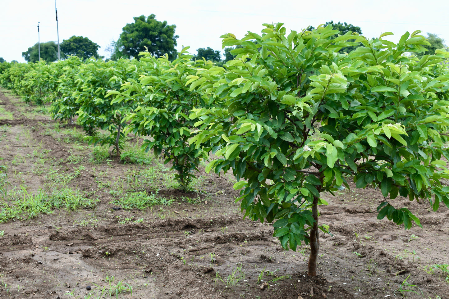 20 GUAVA FRUIT Tree Shrub Psidium Guajava White Flowers Fruit Seeds