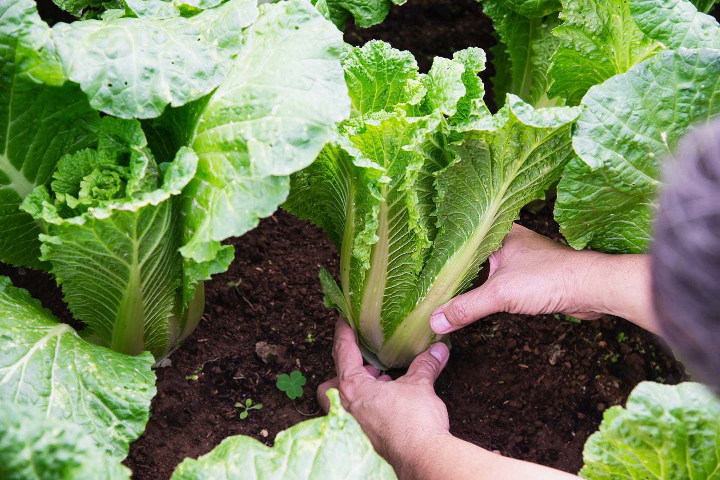 500 MICHIHILI CABBAGE (Chinese Cabbage / Bok Choy / Pak Choi / Celery Mustard / Chinese Chard) Brassica Rapa Chinensis Vegetable Seeds