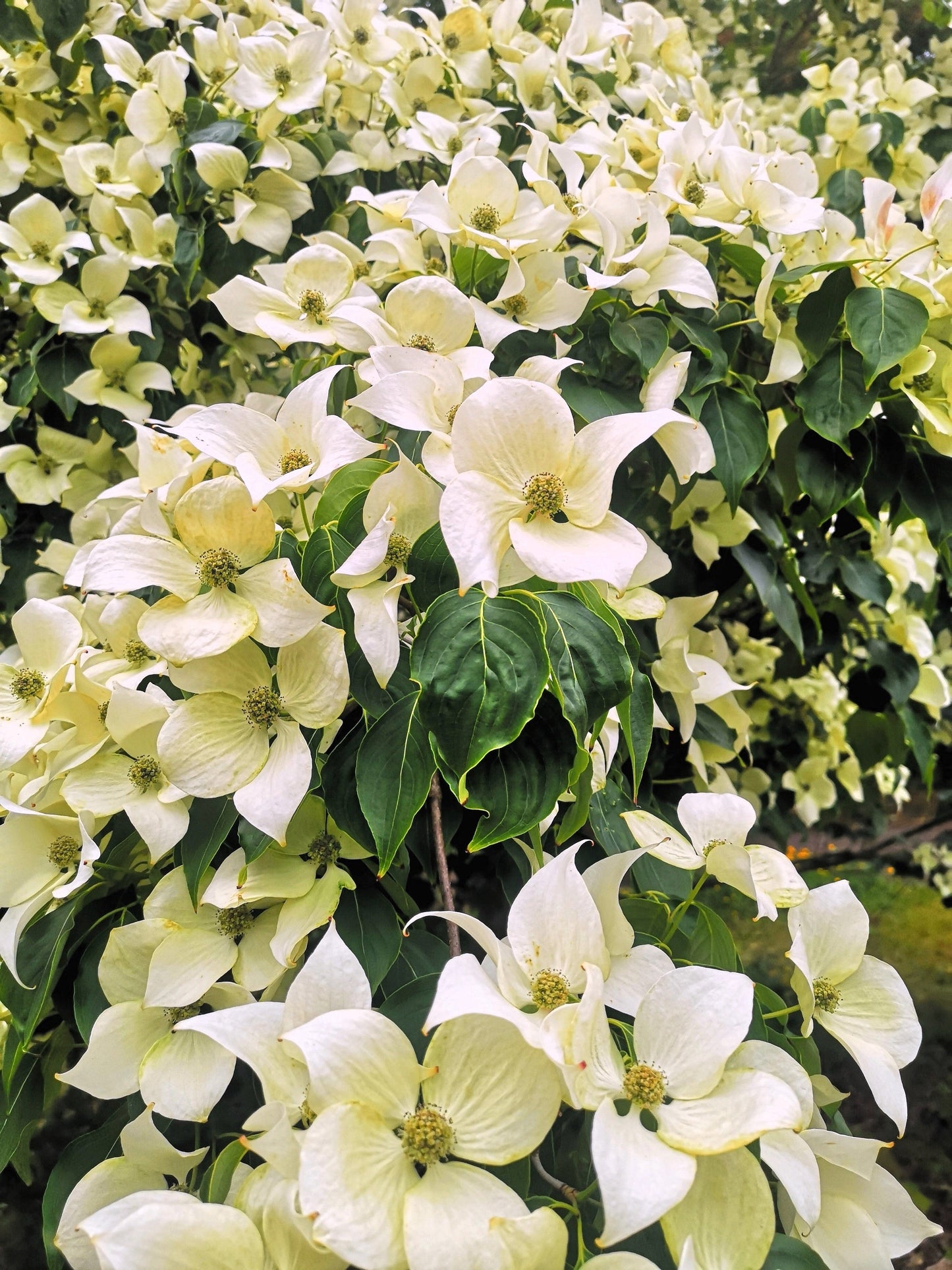 20 HIMALAYAN DOGWOOD / STRAWBERRY Tree Cornus Capitata White & Pink Flower Red Fruit Seeds