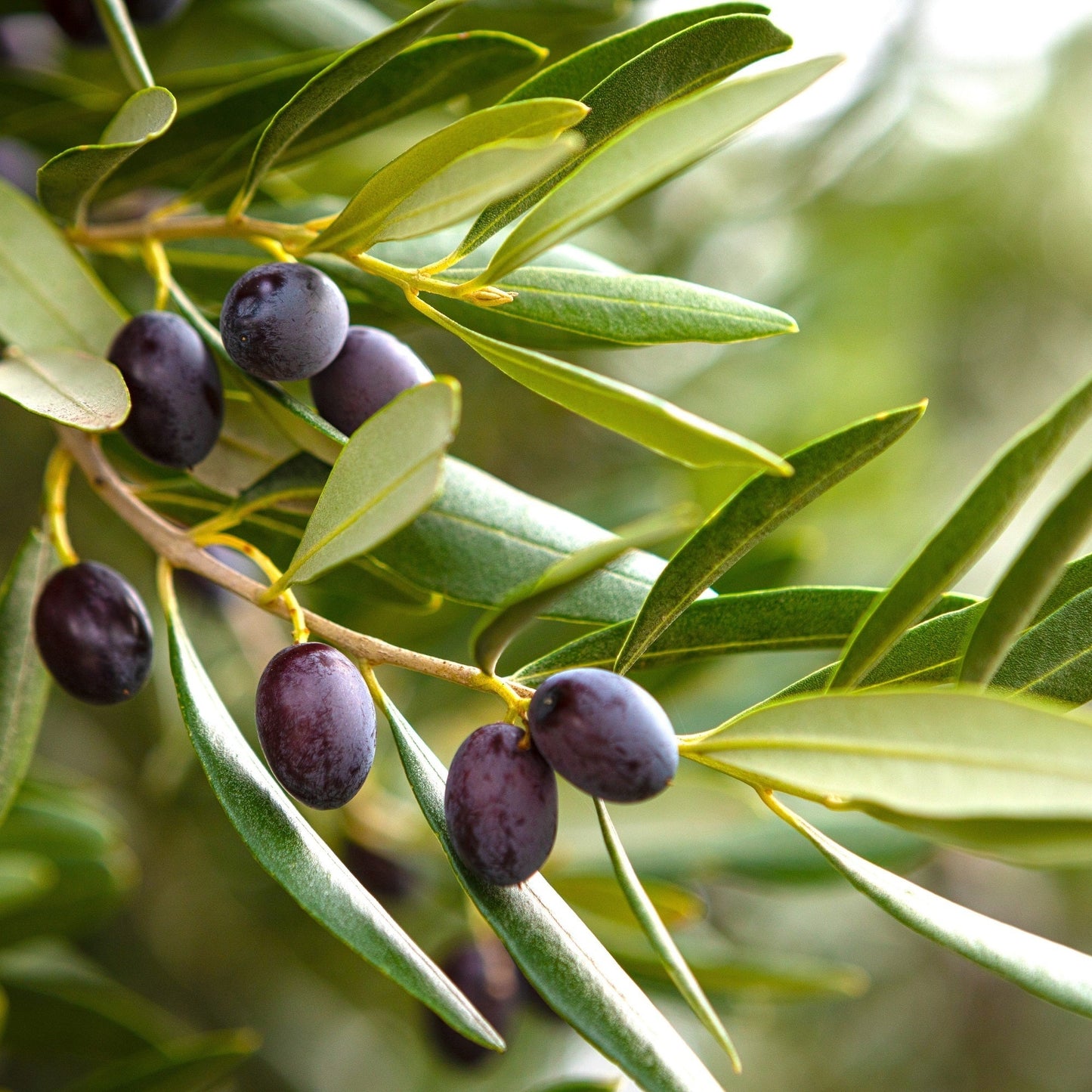 10 CANINO OLIVE TREE Olea Europaea Canino Edible European Common Green Black Fruit Seed