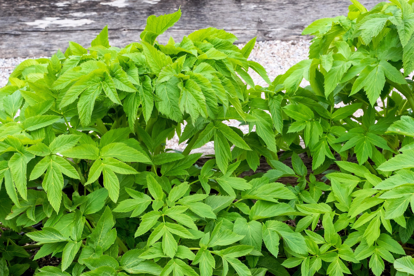 30 ANGELICA Archangelica Officinalis Edible Archangel / Holy Ghost Herb Seeds