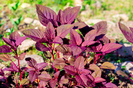 500 RED GARNET AMARANTH Amaranthus Tricolor Vegetable Flower Seeds