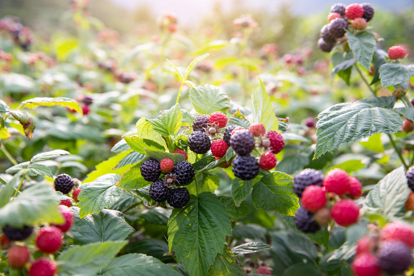 50 BLACK RASPBERRY Rubus Leucodermis Fruit Bush Vine Seeds