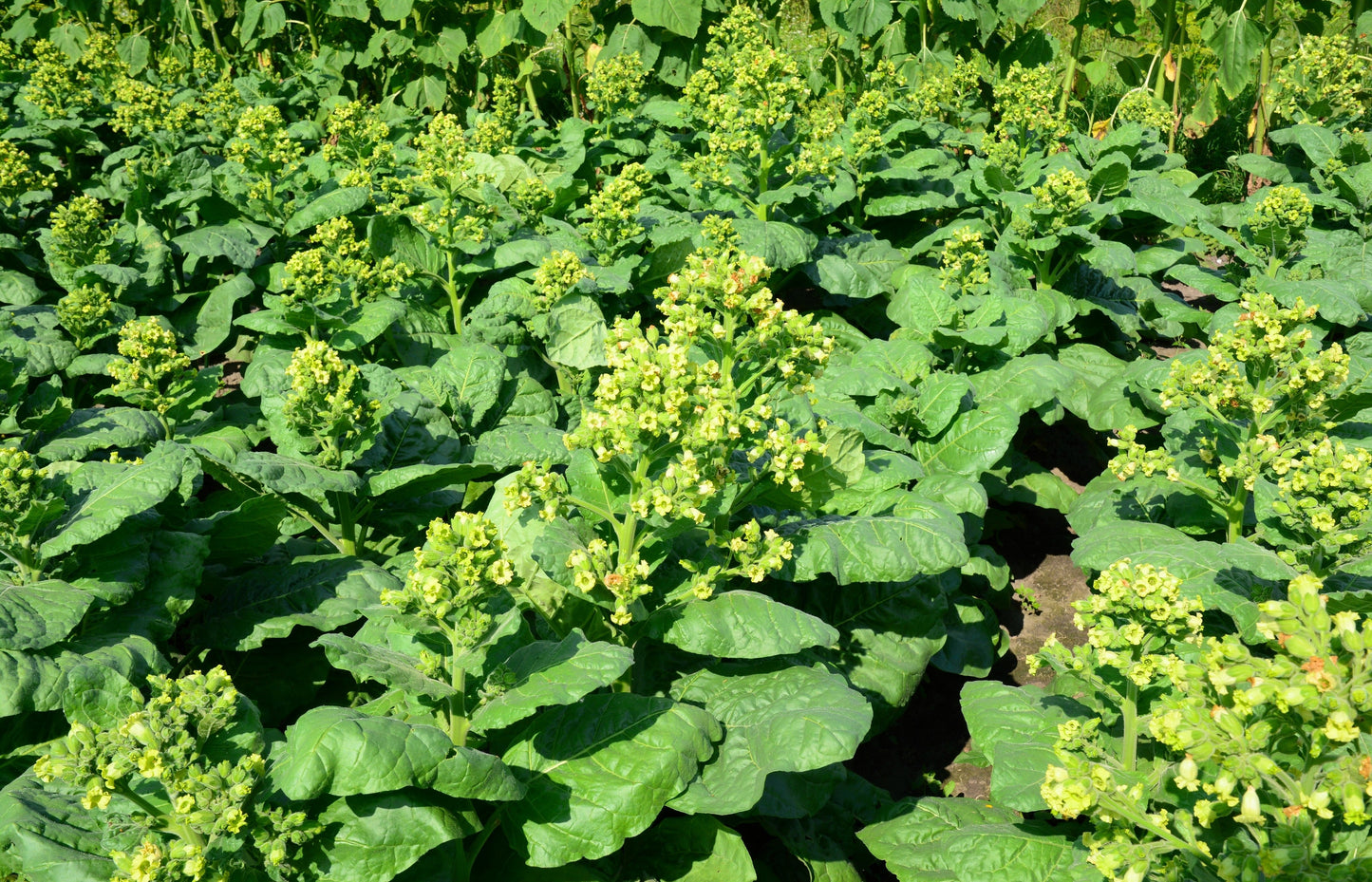 250 AZTEC TOBACCO Midewiwan Sacred Nicotiana Rustica Yellow Flower Herb Seeds