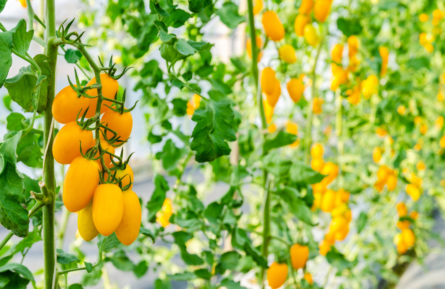 40 BANANA LEGS TOMATO Heirloom Yellow Lycopersicon Fruit Vegetable Seeds