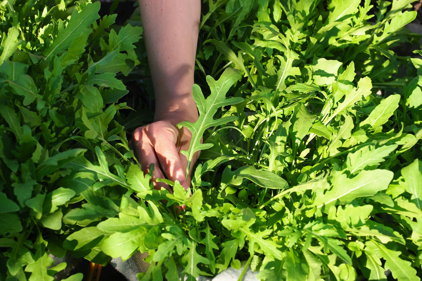 2000 ARUGULA Eruca Vesicaria Sativa Greens Vegetable Seeds