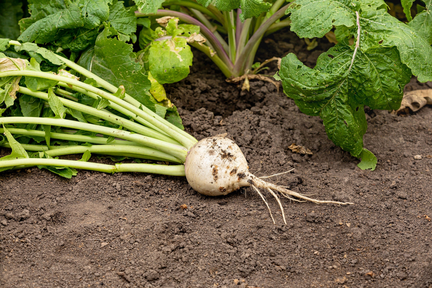 300 WHITE EGG TURNIP Brassica Rapa Vegetable Seeds