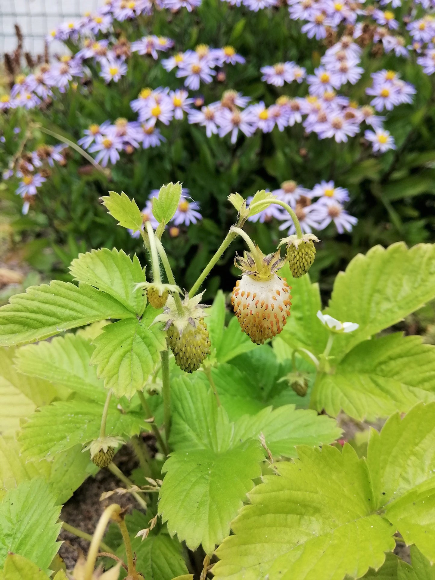 100 YELLOW WONDER STRAWBERRY Everbearing Heirloom Alpine Fragaria Vesca Yellow Berry Fruit Seeds