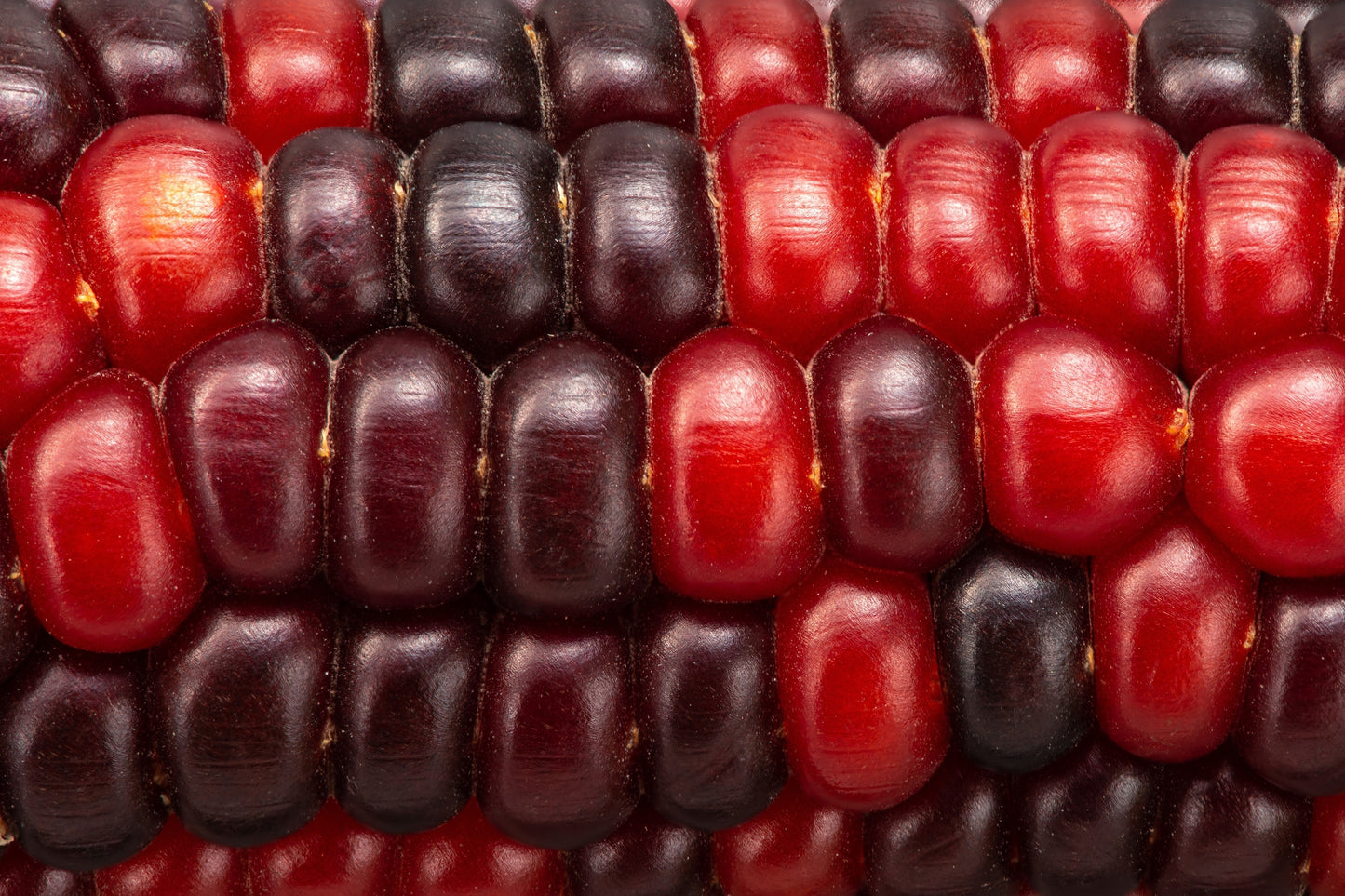 35 BLOODY BUTCHER Red CORN Edible & Ornamental Heirloom Zea Mays Vegetable Seeds