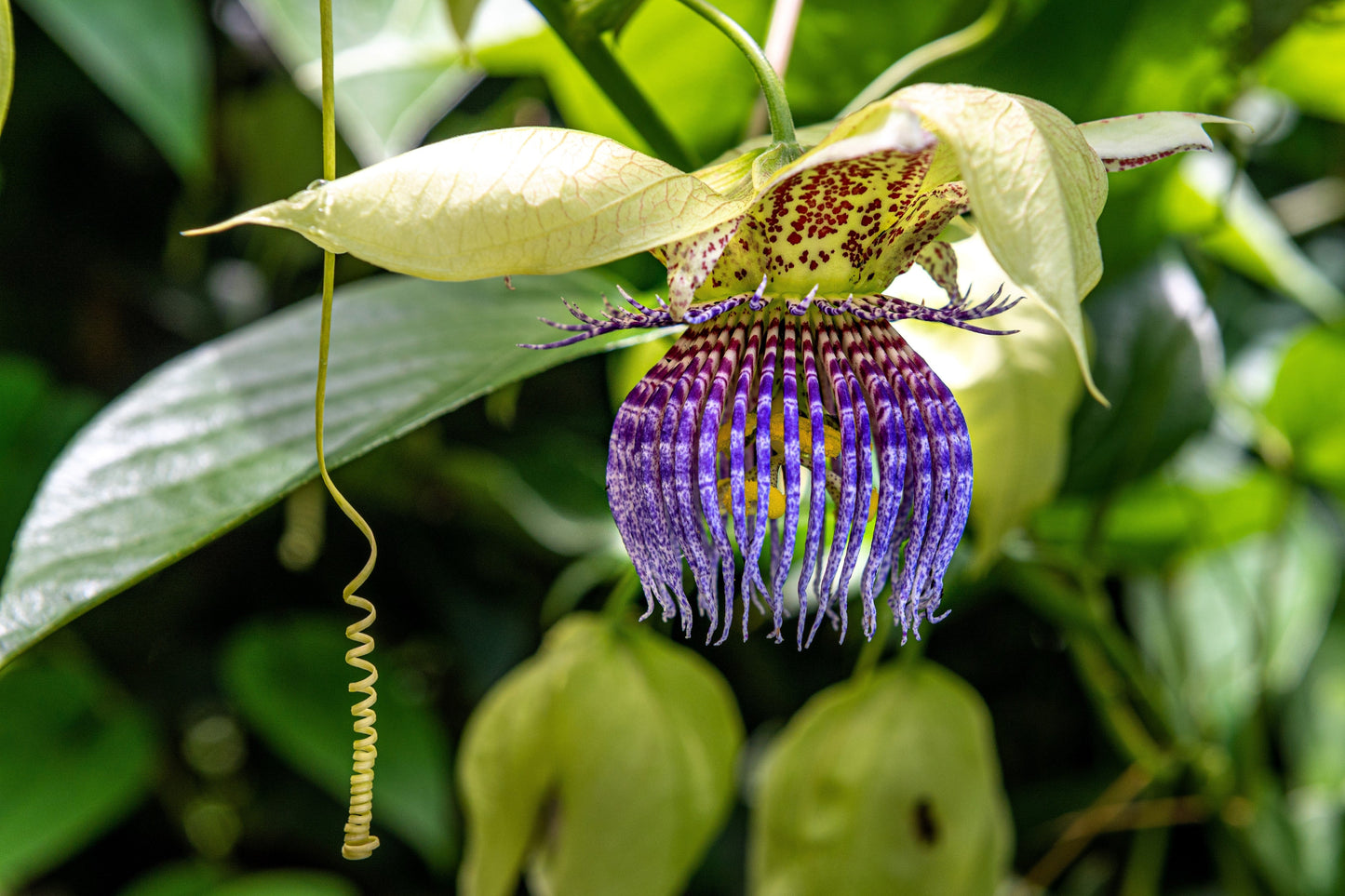 20 PURPLE PASSION FRUIT Passionflower Granadilla Passiflora Edulis Flower Vine Seeds
