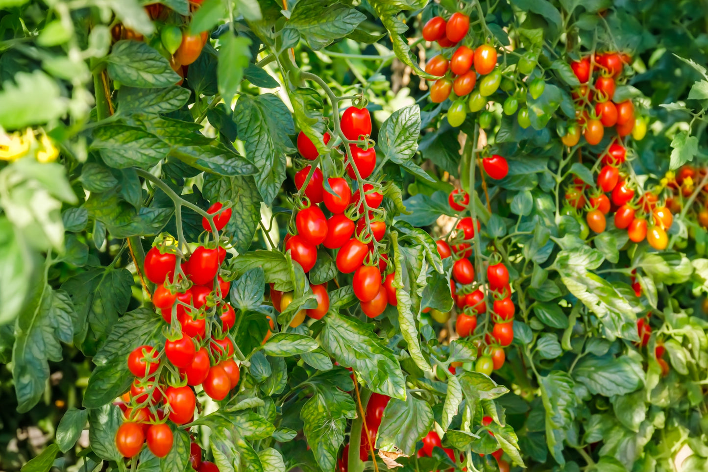 500 ITALIAN ROMA TOMATO Lycopersicon Lycopersicum Fruit Vegetable Seeds