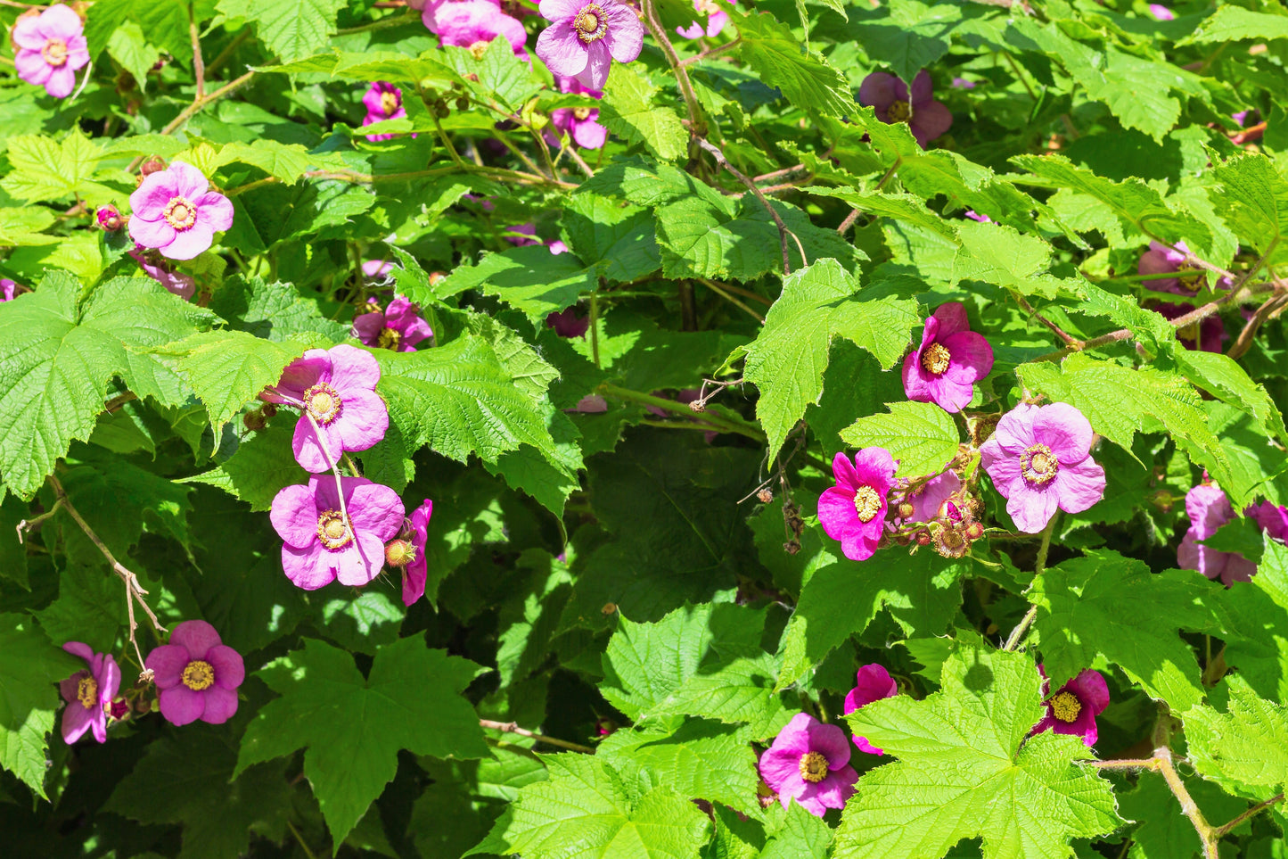 20 PURPLE FLOWERING RASPBERRY Thornless Edible Rubus Odoratus Fruit Berry Seeds