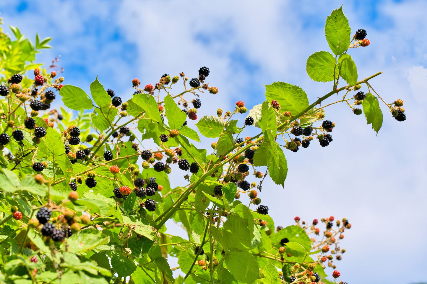 100 BLACKBERRY Fruit Bush Rubus Allegheniensis Seeds