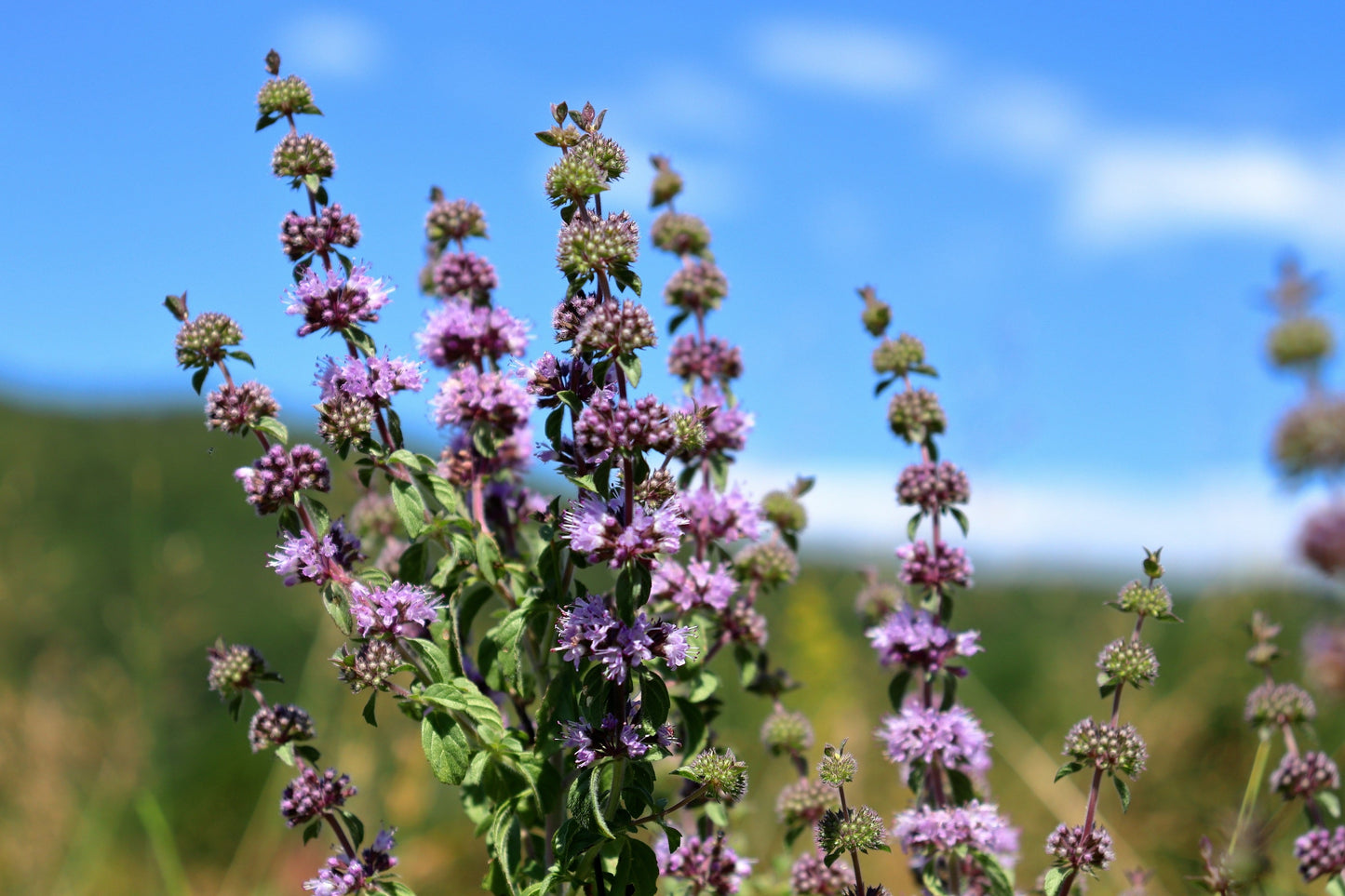 200 PENNYROYAL Mint Mentha Pulegium Herb Purple Flower Seeds