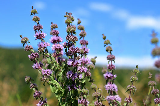 200 PENNYROYAL Mint Mentha Pulegium Herb Purple Flower Seeds