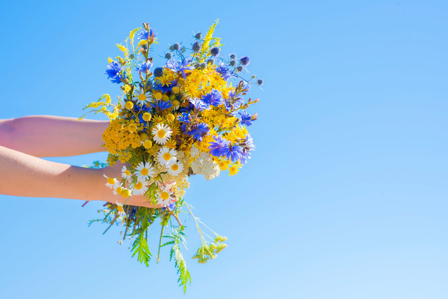 1000 CHICORY (Blue Daisy / Blue Sailors / Coffeeweed / Succory) Chicorium Cicorium Intybus Flower Herb Seeds