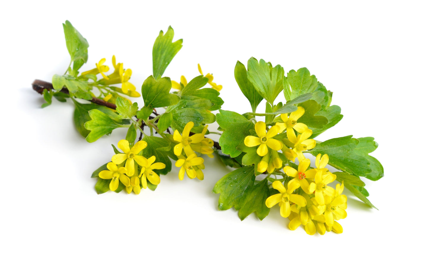20 GOLDEN CURRANT SHRUB Black Fruit Yellow Flower Ribes Chrysobotrya Aurea Seeds
