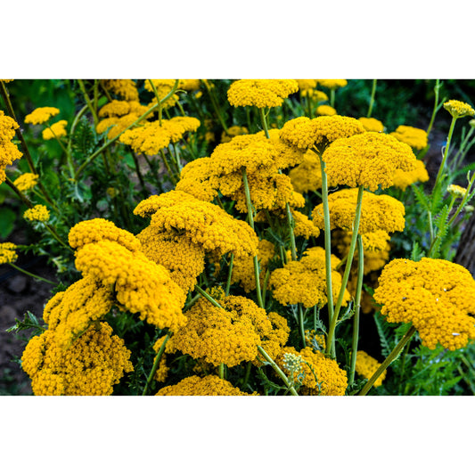 250 GOLD Golden Yellow YARROW Achillea Filipendulina Flower Seeds