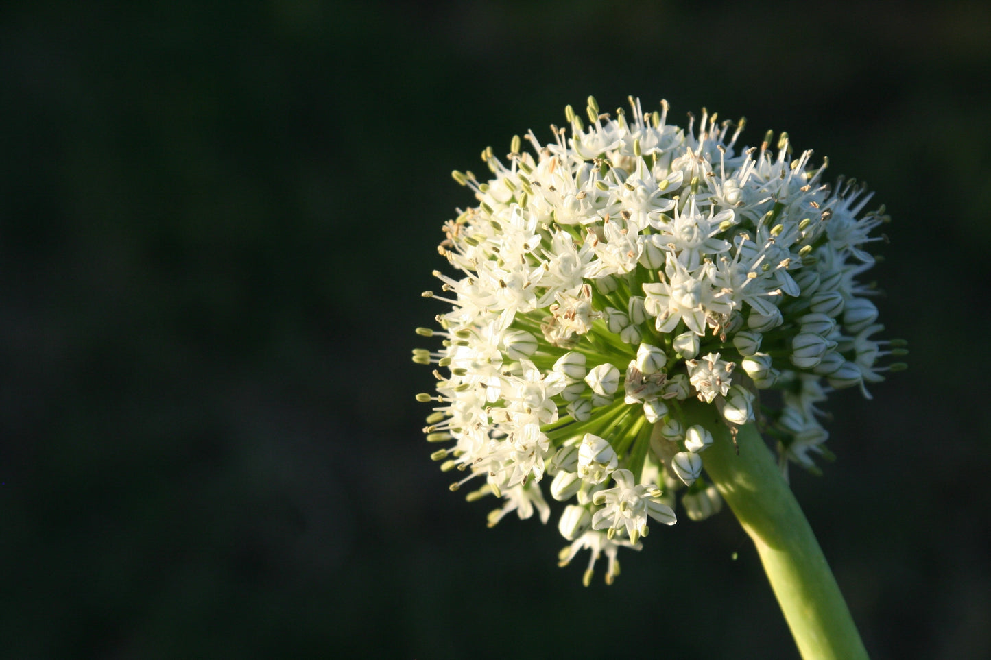 250 Sweet WALLA WALLA ONION Allium Cepa Vegetable Seeds