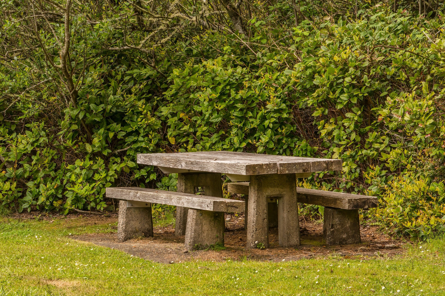 40 SALAL BERRY Gaultheria Shallon Pink White Flowers Blue Fruit Shrub Seeds