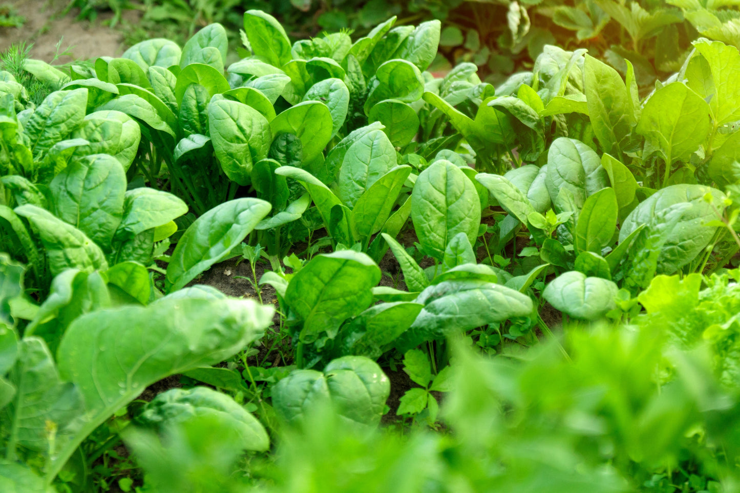 400 Monstrueux De VIROFLAY SPINACH French Spinacia Oleracea Vegetable Seeds