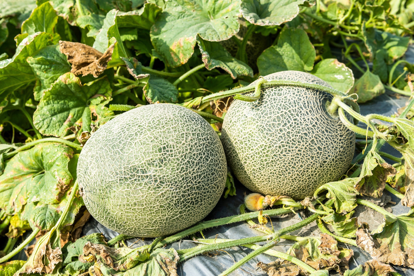 75 Green Flesh ROCKY FORD CANTALOUPE Muskmelon Cucumis Melo Melon Fruit Seeds