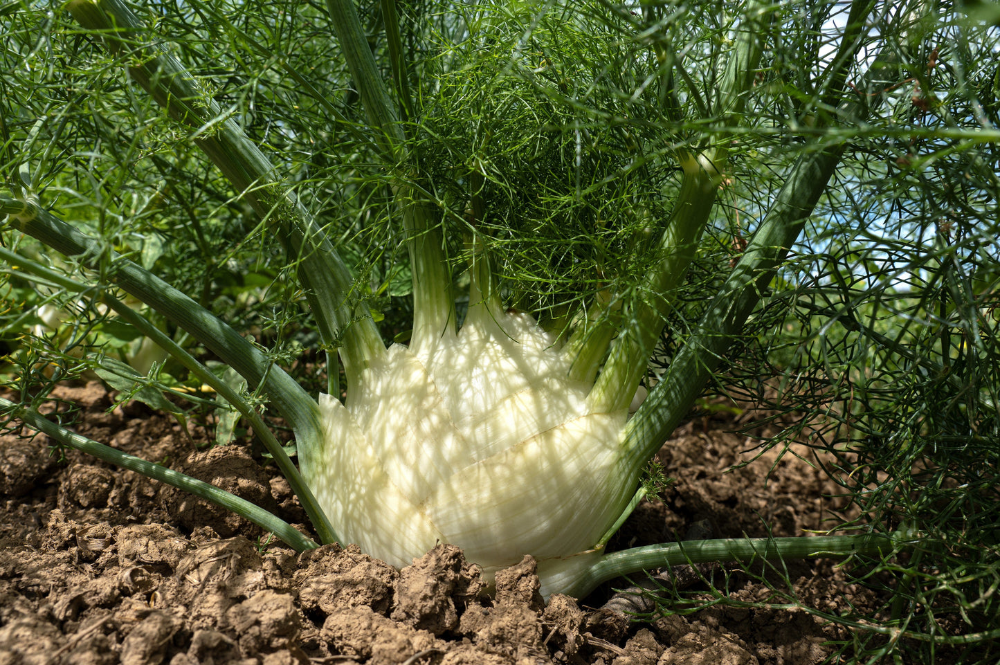 300 SWEET FLORENCE FENNEL Foeniculum Vulgare Azoricum Herb Vegetable Flower Seeds