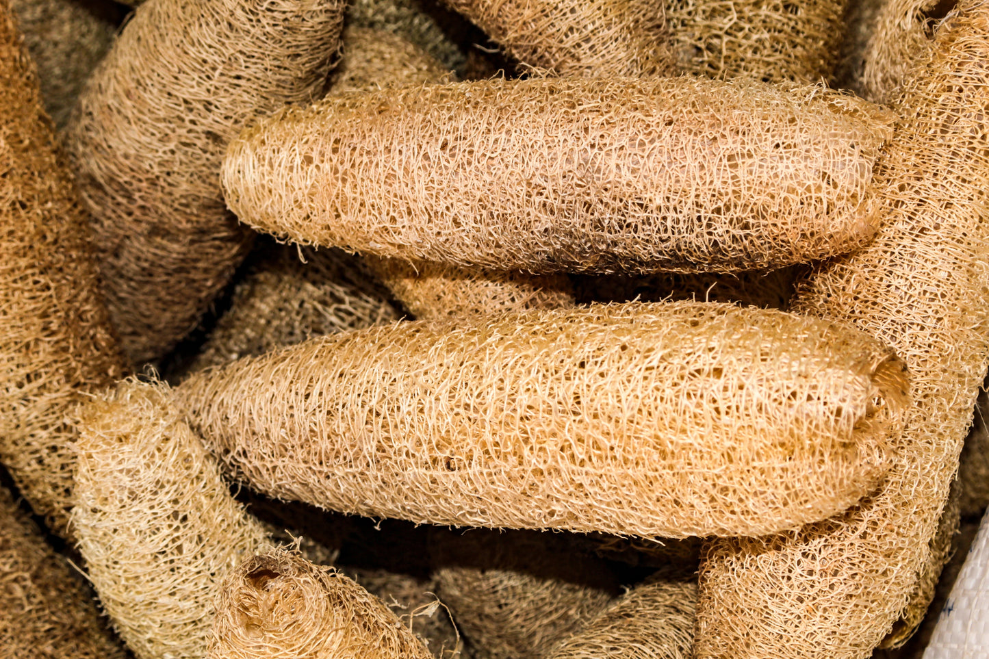 25 LUFFA SPONGE GOURD (Vegetable Sponge / Smooth Luffa / Sponge Loofa / Climbing Okra / Dishrag Gourd) Luffa Cylindrica Vine Seeds