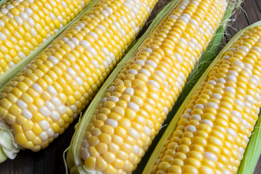 60 BICOLOR CORN DELECTABLE Yellow & White Zea Mays Vegetable Seeds