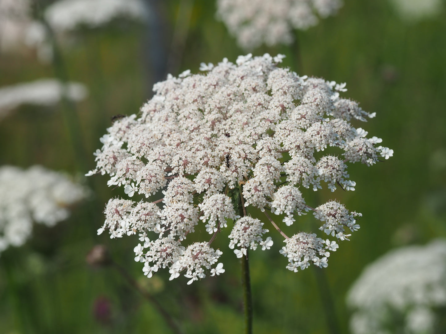 1500 TENDERSWEET CARROT Deep Orange Red Daucus Carota Vegetable Seeds
