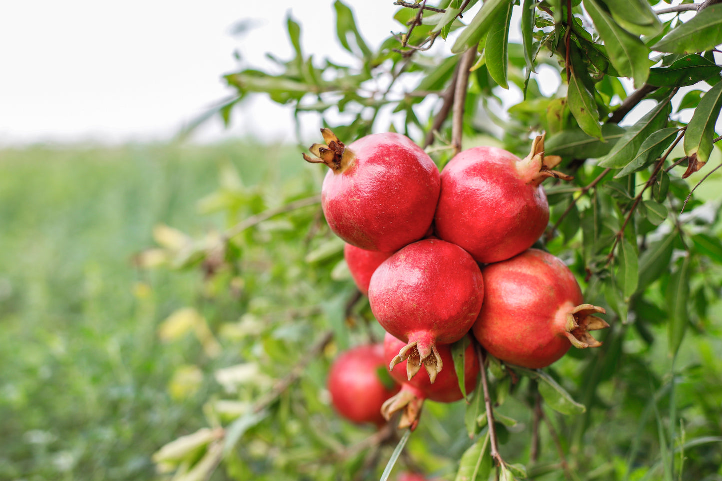 25 POMEGRANATE TREE Punica Granatum Red Fruit Seeds