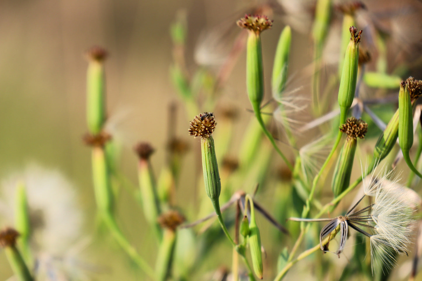 25 PAPALO Yerba Porosa, Summer Cilantro, Bolivian Coriander, Porophyllum Ruderale Culinary Herb Seeds