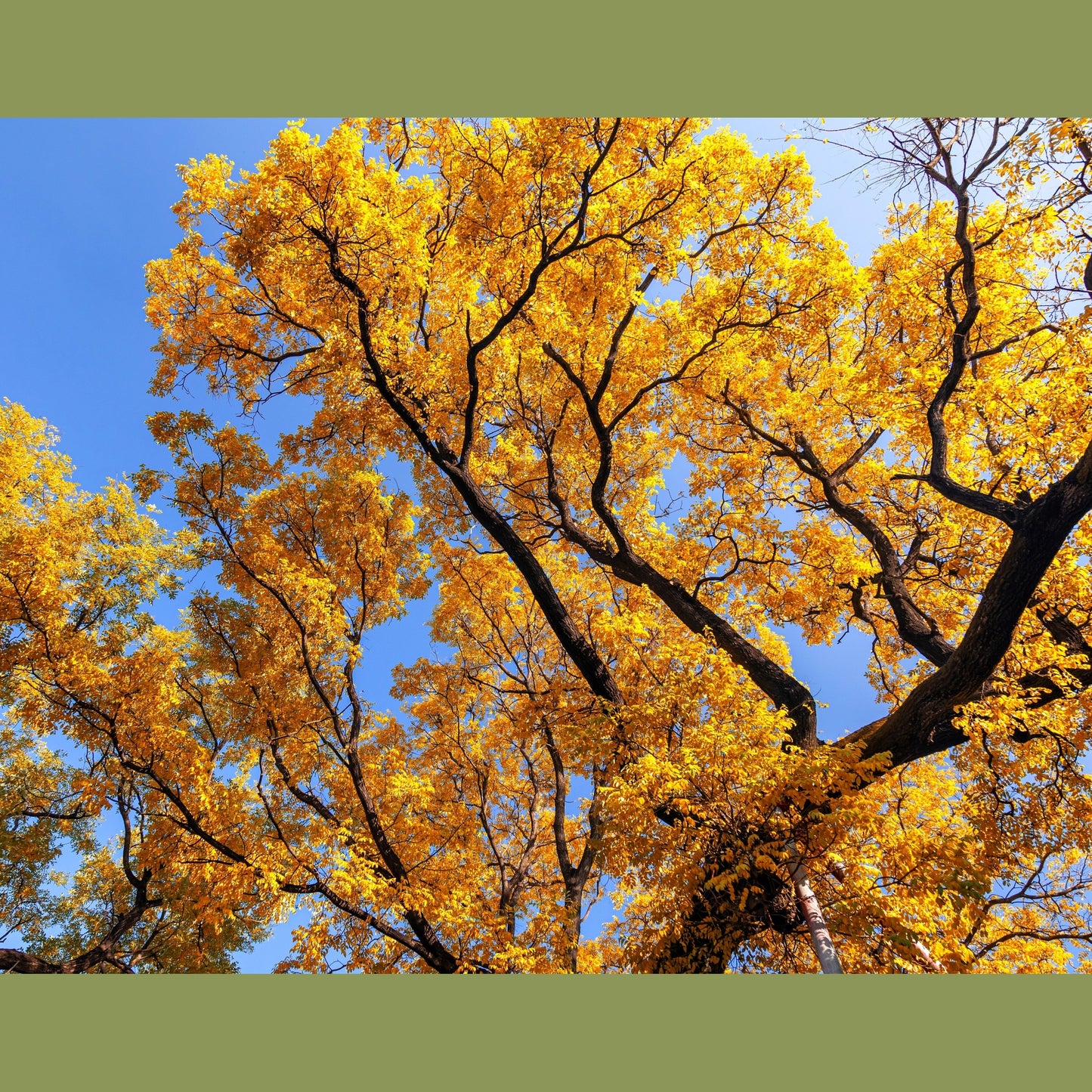 10 GINKGO BILOBA Maidenhair Tree Yellow Fall Orange "Fruit" Herb Seeds