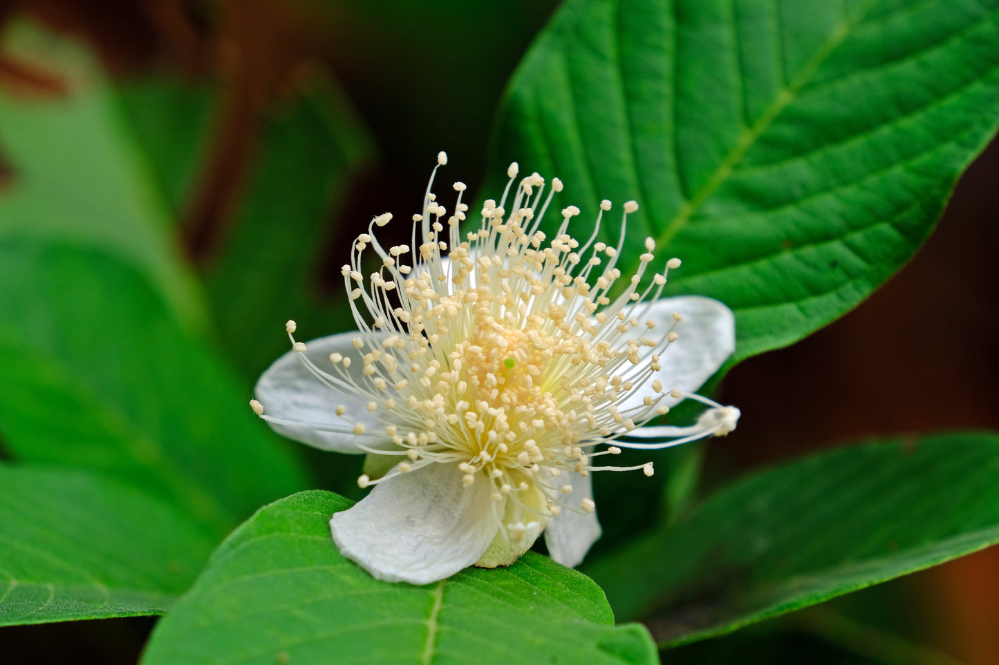 20 GUAVA FRUIT Tree Shrub Psidium Guajava White Flowers Fruit Seeds