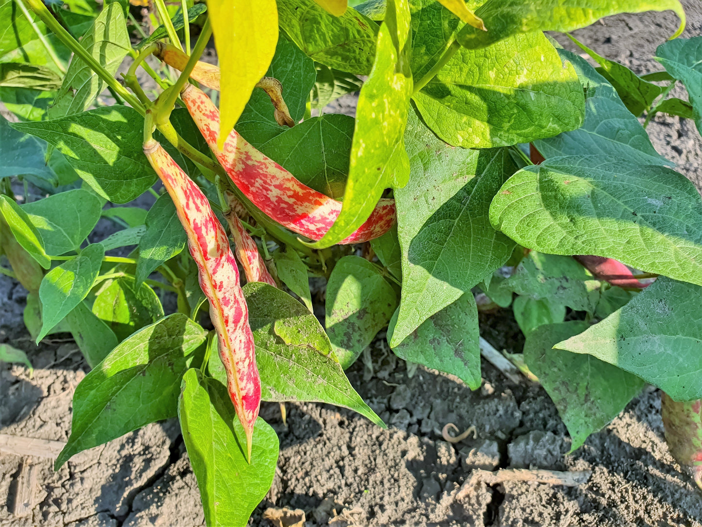 25 DWARF HORTICULTURE BEAN Taylor Long French Phaseolus Vulgaris Vegetable Seeds