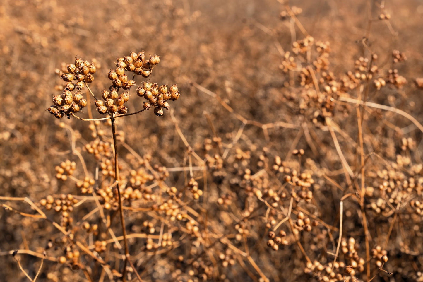 1000 CILANTRO / CORRIANDER / Chinese PARSLEY Coriandrum Sativum Herb Flower Seeds