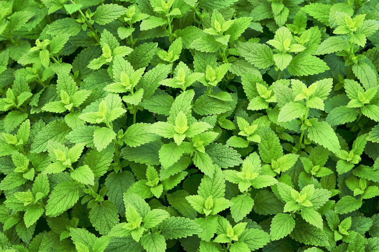 1500 LEMON BALM Melissa Officinalis Lemonbalm Fragrant Herb / Flower Seeds
