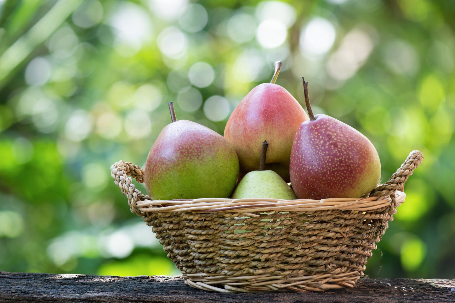 25 EUROPEAN PEAR TREE Pyrus Communis Fruit Seeds - White Flowers / Green Fruit