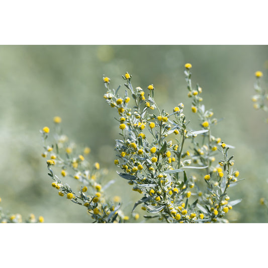 500 ABSINTHE WORMWOOD Common Artemisia Absinthium Green Ginger Herb Flower Seeds