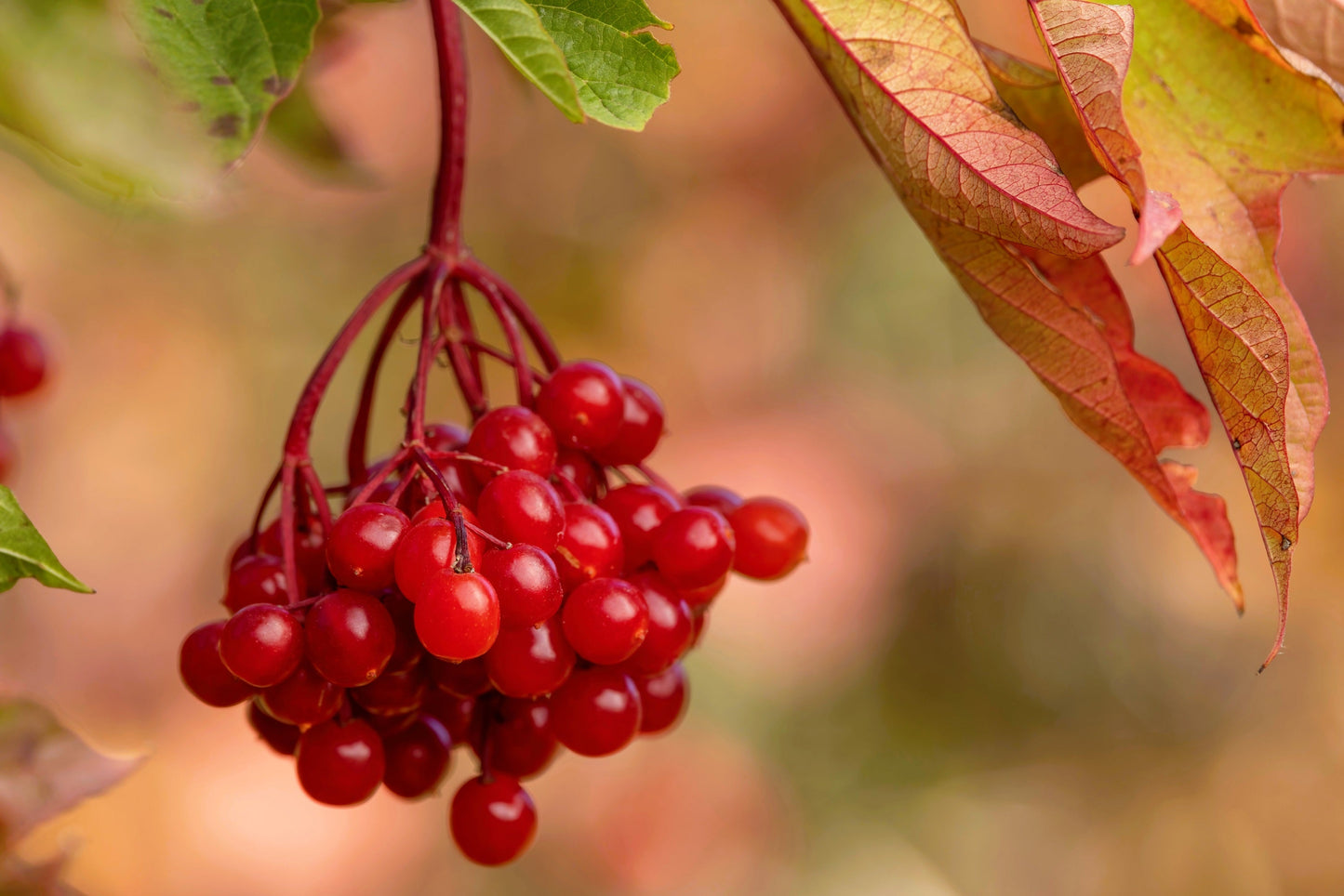 20 AMERICAN HIGHBUSH CRANBERRY Viburnum Trilobum Red Fruit White Flower Shrub Seeds