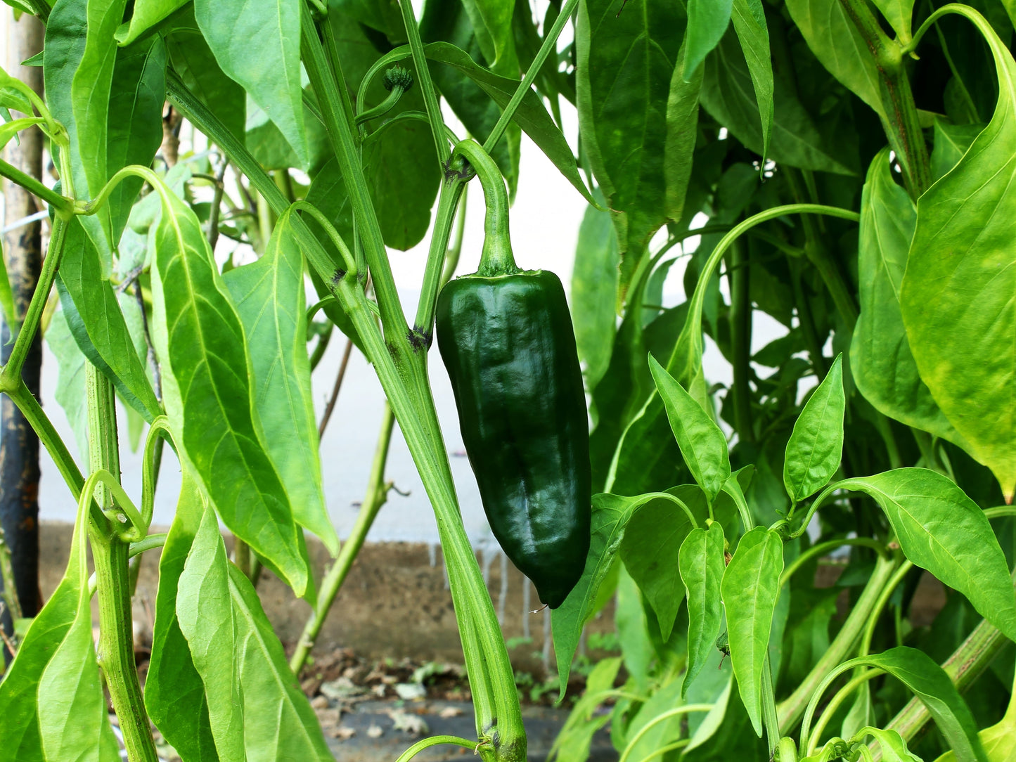 50 ANCHO POBLANO PEPPER Chili Pepper Capsicum Annuum Vegetable Seeds