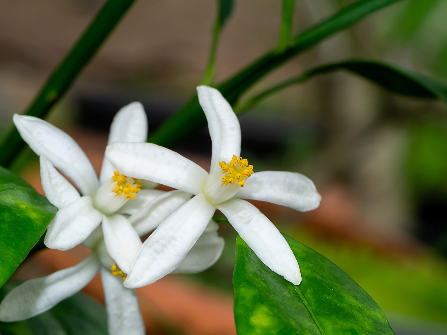 15 KEY LIME Citrus Aurantifolia Fruit Tree Shrub Seeds