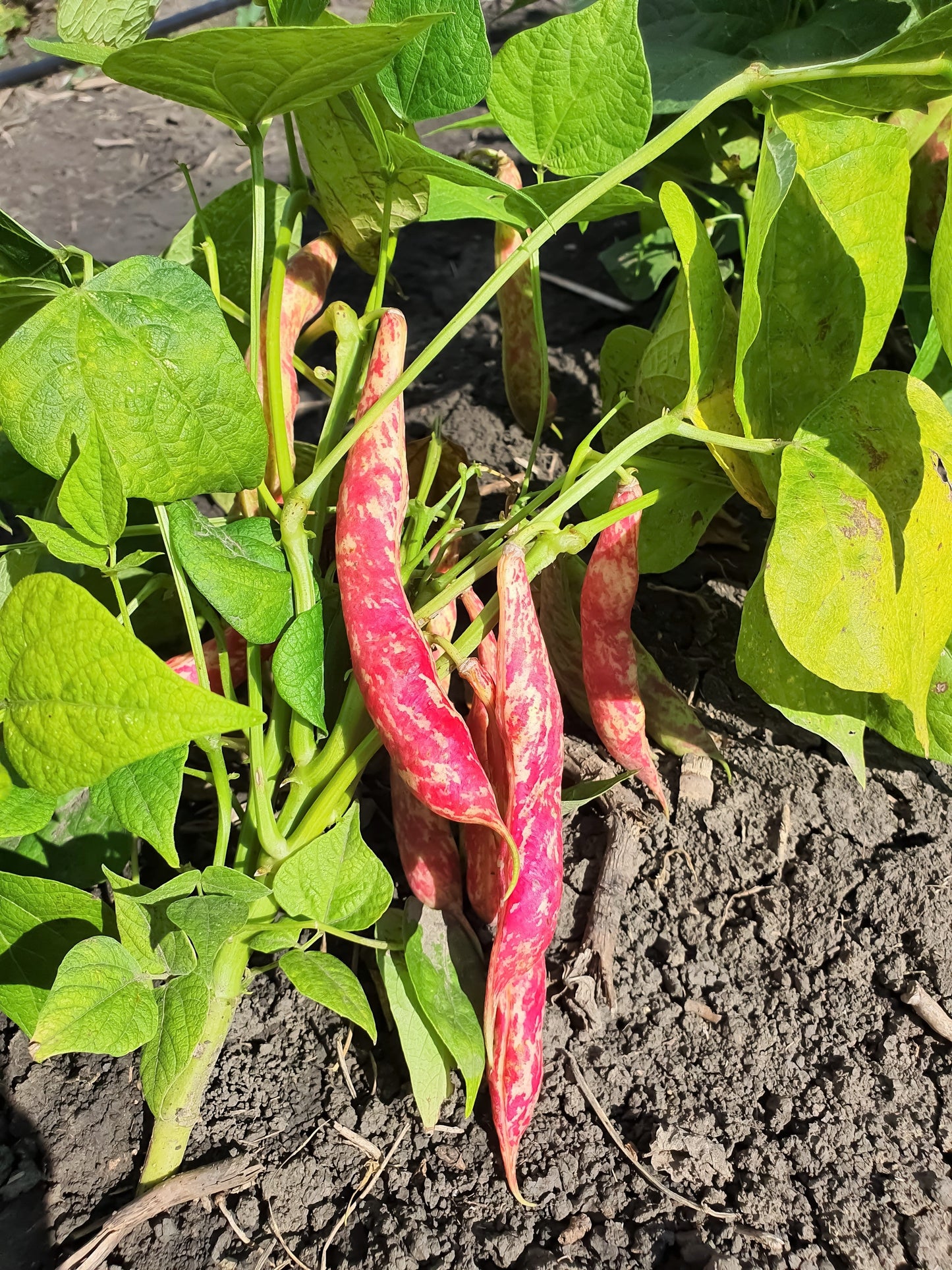 25 DWARF HORTICULTURE BEAN Taylor Long French Phaseolus Vulgaris Vegetable Seeds