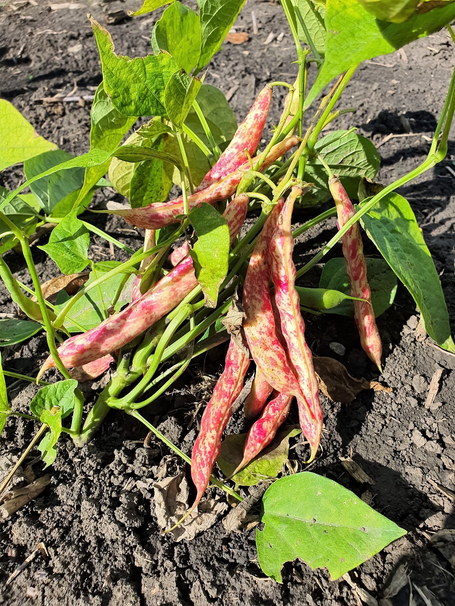 25 DWARF HORTICULTURE BEAN Taylor Long French Phaseolus Vulgaris Vegetable Seeds