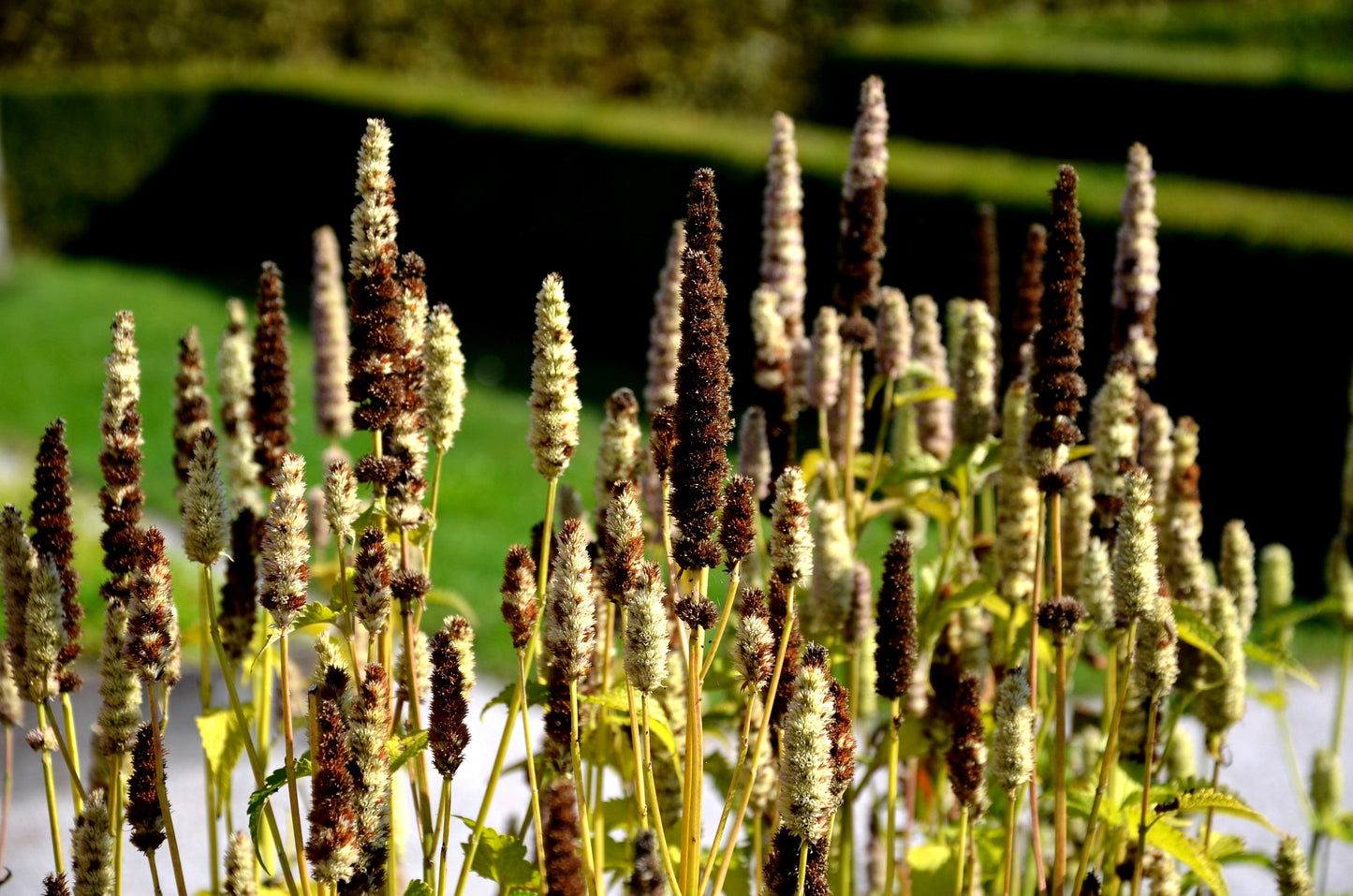 500 GIANT YELLOW HYSSOP Agastache Nepetoides Herb Flower Seeds