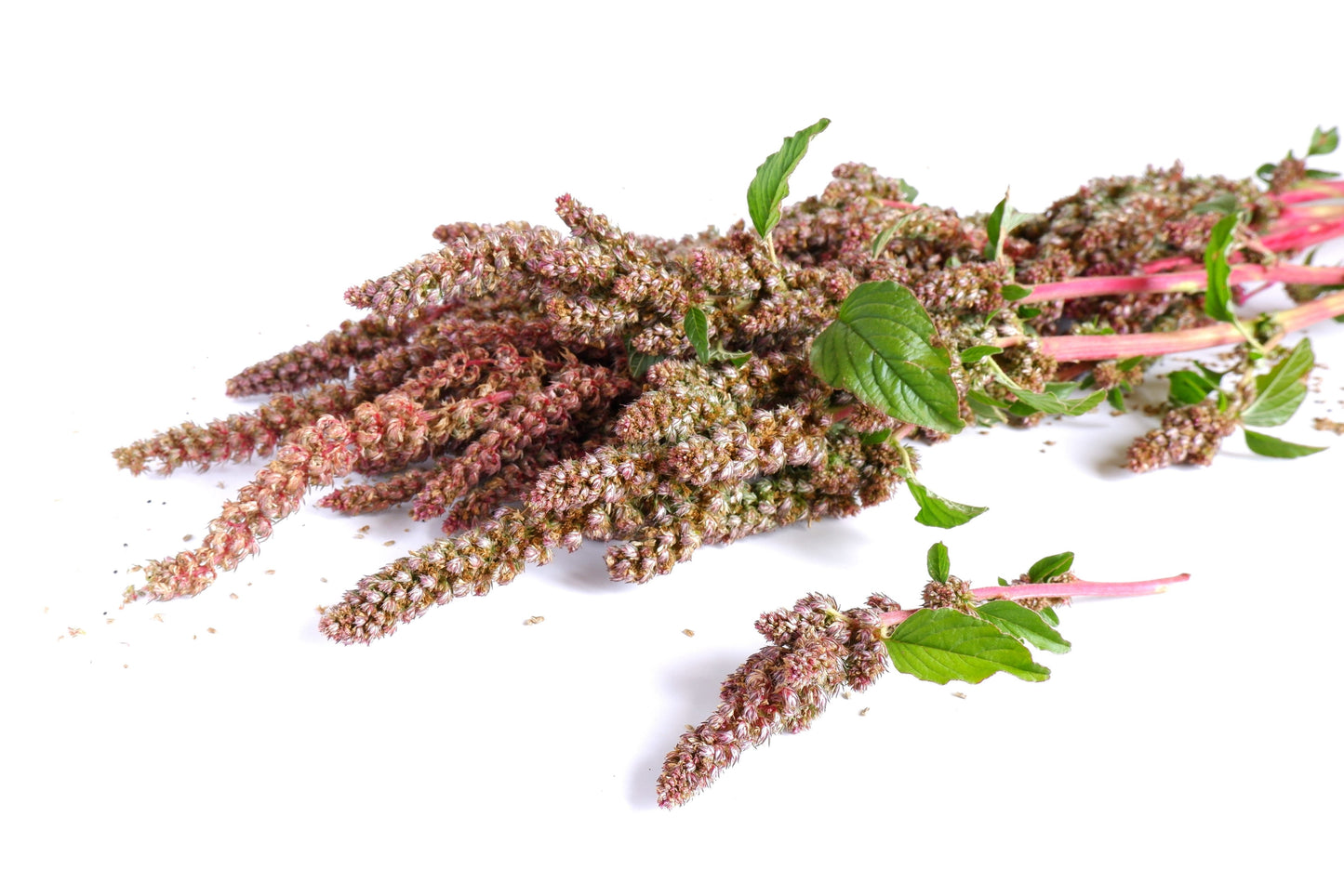 50 Organic CHERRY VANILLA QUINOA Chenopodium Pink Flower White Grain Vegetable Seeds
