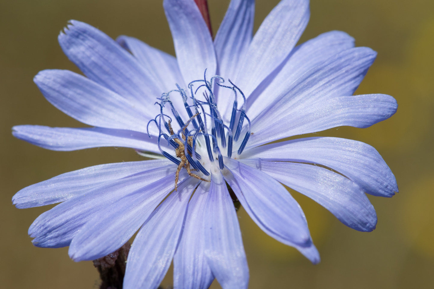 1000 CHICORY (Blue Daisy / Blue Sailors / Coffeeweed / Succory) Chicorium Cicorium Intybus Flower Herb Seeds