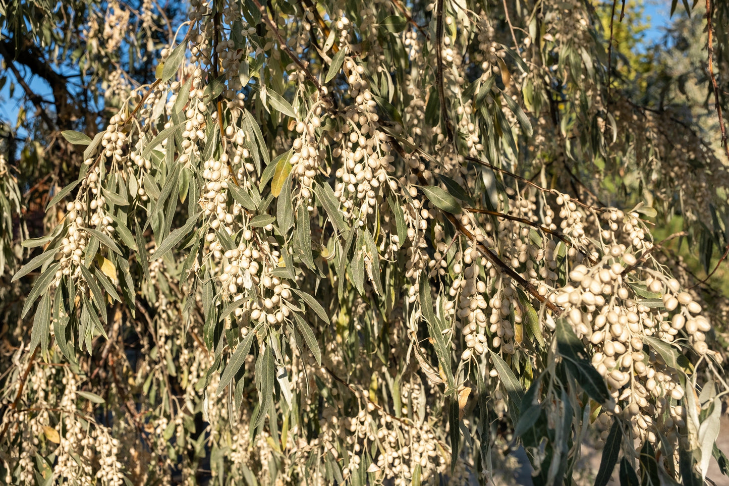 10 AMERICAN SILVERBERRY Elaeagnus Commutata aka Wolf Willow Wolfberry Wild Olive Berry Fruit Shrub Seeds