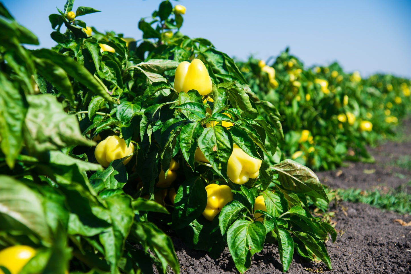 100 CANARY BELL PEPPER Sweet Yellow Capsicum Annuum Vegetable Seeds
